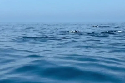 Море «кипит» от тунца у Курил: новые видео