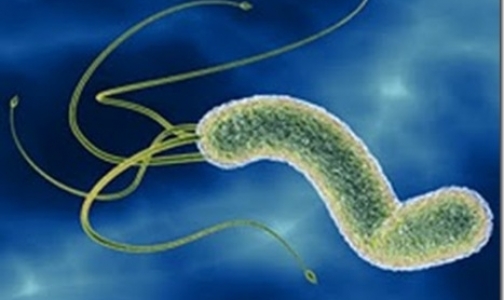 Helicobacter pylori защищает от диареи