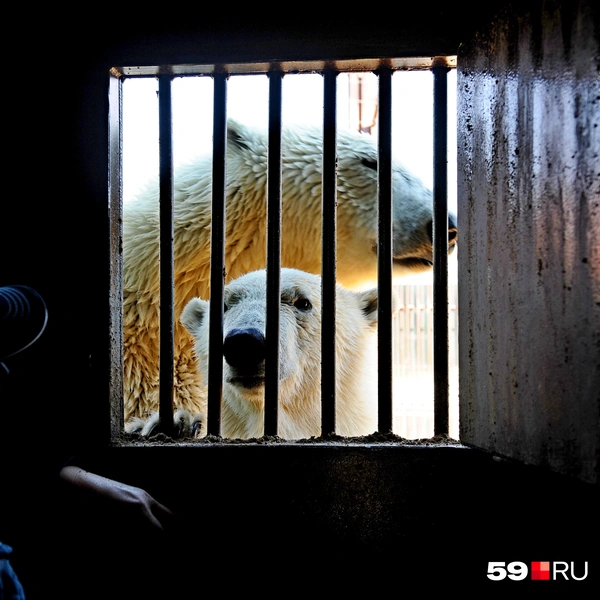 Парма не сводит любопытных глаз с гостей  | Источник: Ирина Тропина / 59.RU