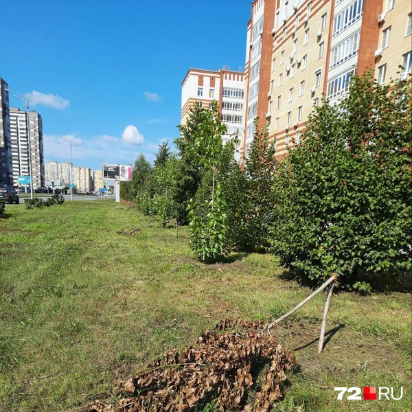 Источник: Читательница 72.RU