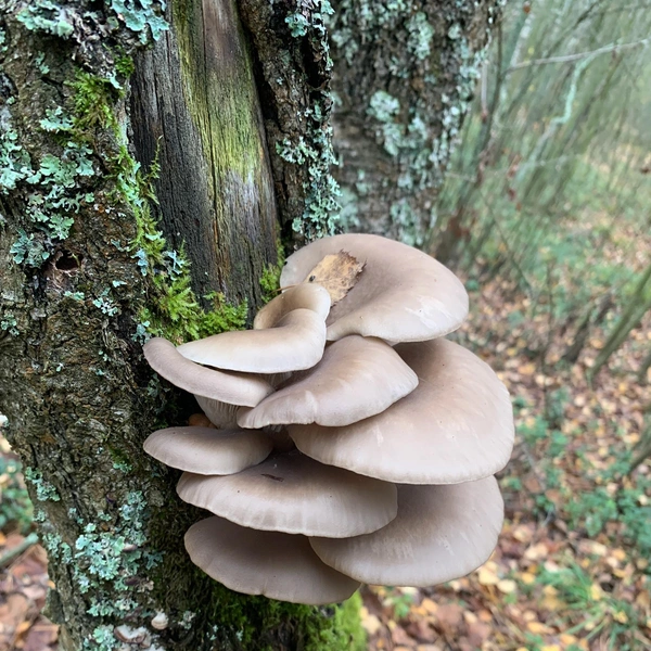 Источник: Грибы и Грибники Подмосковья / vk.com