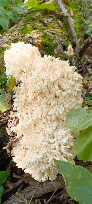 Его плодовое тело может достигать 30-40 см в ширину и высоту | Источник: Национальный парк «Самарская Лука» / t.me