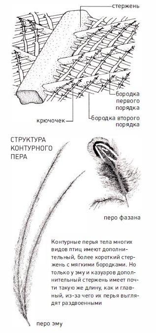 Живая радуга: легко ли быть пернатым