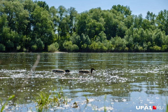 А еще уточки | Источник: Булат Салихов / UFA1.RU