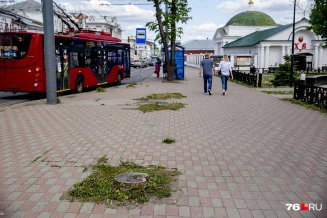 Деревья, подобно фильтрам, поглощают все вредоносные вещества, находящиеся в воздухе | Источник: Александра Савельева