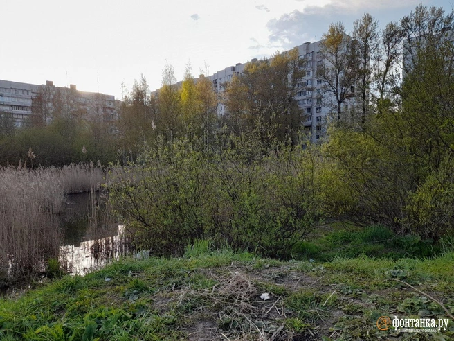 В Петербурге рекомендовали не засыпать пруд во время благоустройства у развязки на Пулковском шоссе | Источник: Анна Мотовилова / «Фонтанка.ру»