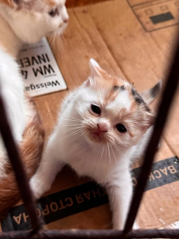 Котята с трудом передвигаются, а некоторые даже не могут есть (хотя по возрасту им это положено) | Источник: фонд помощи животным «Варежка»