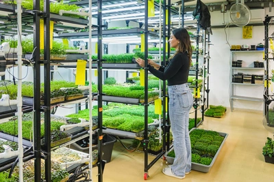 Как пермячка создала ферму микрозелени для ресторанов