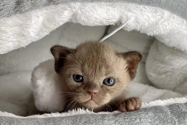 Этот милый котенок выглядел на фото немного сердитым | Источник: Avito.ru