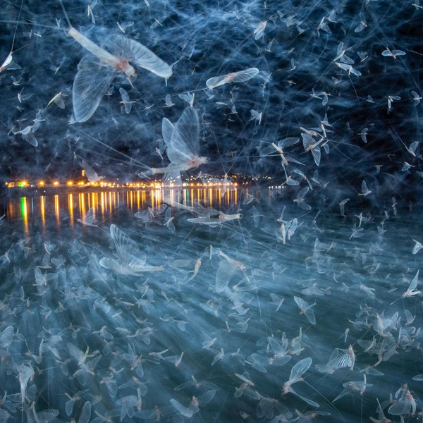 Второе место в номинации «Другие животные» | Источник: Imre Potyó / Nature Photographer of the Year 2025