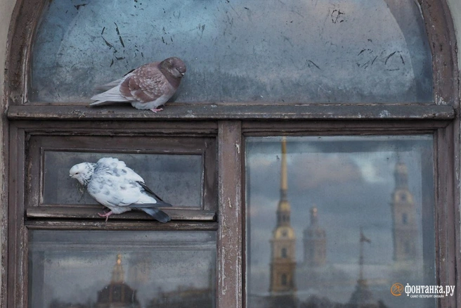 В Петербурге даже голуби наслаждаются видами