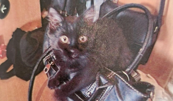 В Петербурге бывшие возлюбленные не могли поделить кота Тимофея. На помощь пришел суд | Источник: Объединенная пресс-служба судов Санкт-Петербурга