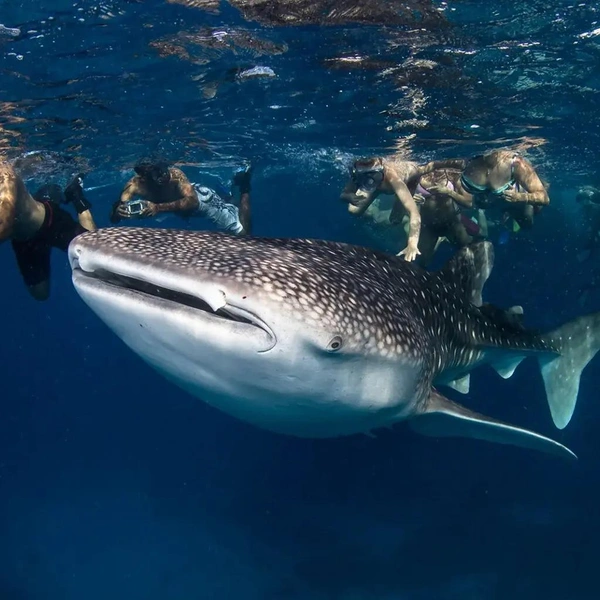 Финалист в номинации Living with Sharks Programme. Китовая акула (Rhincodon typus) | Источник: László Földi / Shark Photographer of the Year 2025