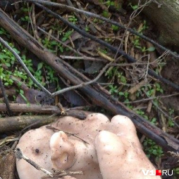 Источник: читатели V1.RU