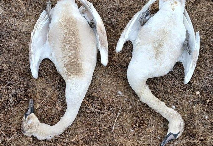 Почему в Мангистау гибнут лебеди и как можно спасти их популяцию?