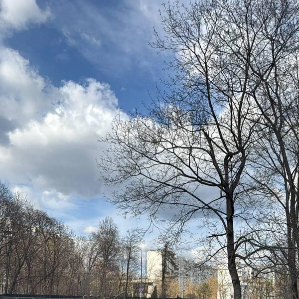 Они направили обращения в Департамент природопользования, чтобы наказать виновных, если вырубка — незаконная | Источник: Активная Преображенка / T.me