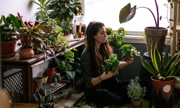 Зеленый кондиционер: 7 комнатных растений, которые сохранят прохладу в доме