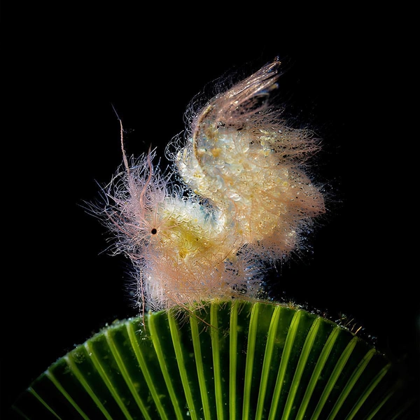 Фото креветки Phycocaris simulans победило в номинации «Макросъемка» | Источник: Paolo Bondaschi / Underwater Photographer of the Year 2025