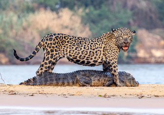 Ягуар одолел крокодила в бразильском нацпарке