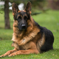 Аватарка Hateko