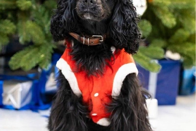 Новогодняя собака-ищейка в аэропорту Уфы