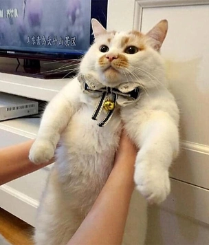 Самые смешные коты в самых разных ситуациях (много фото)