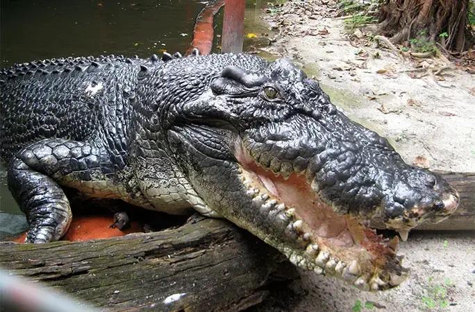 Самый длинный в мире крокодил может оказаться еще больше — никто не осмеливается его измерить