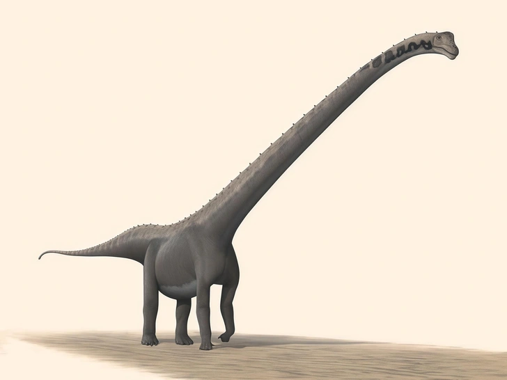 Mamenchisaurus youngi, родственный вид Huashanosaurus qini | Источник: Steveoc 86 / CC BY-SA 2.5