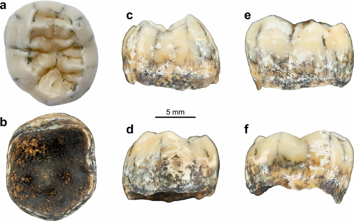 Здесь были денисовцы: зуб древней девочки пролил свет на перемещения предков людей