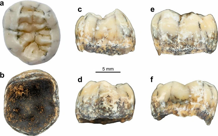 Здесь были денисовцы: зуб древней девочки пролил свет на перемещения предков людей