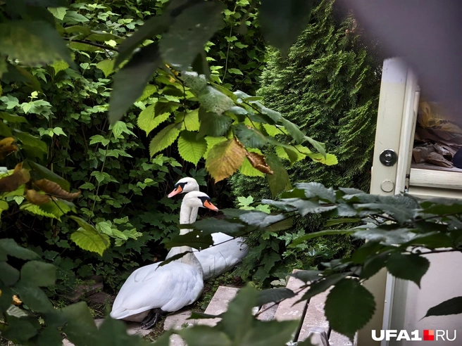 Лебеди встревожены, но с ними всё хорошо | Источник: Булат Салихов / UFA1.RU