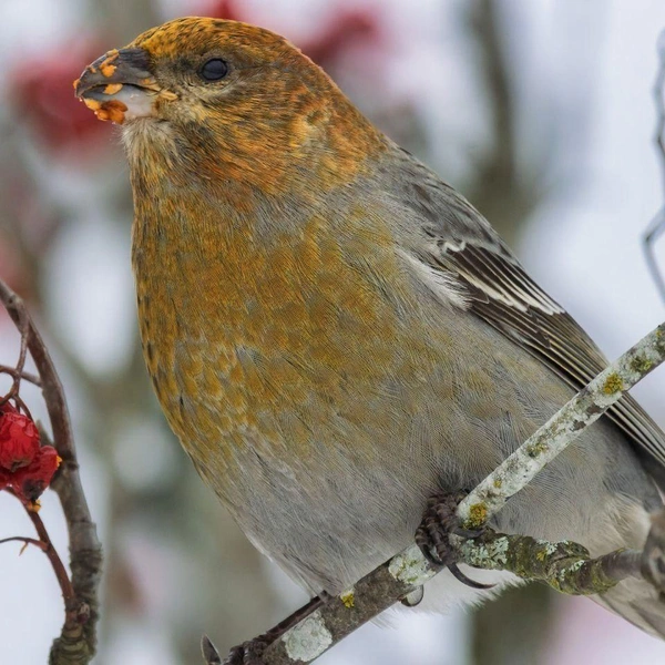 Источник: Параскева-в-шпинатах / Телеграм