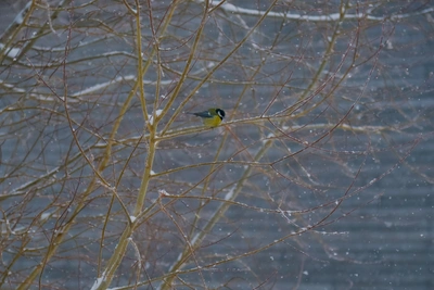 Морозы ударят по Архангельской области 5 марта