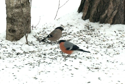 Снегири посетили выборгский парк Монрепо