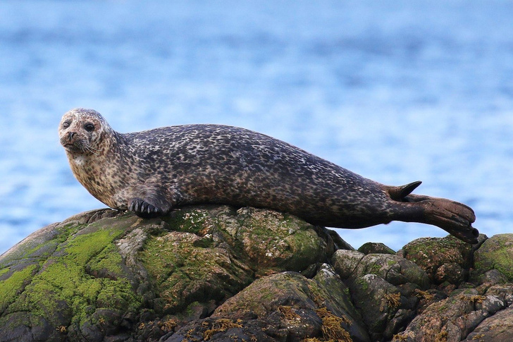 Экий ты увалень: 5 досадных заблуждений о тюленях