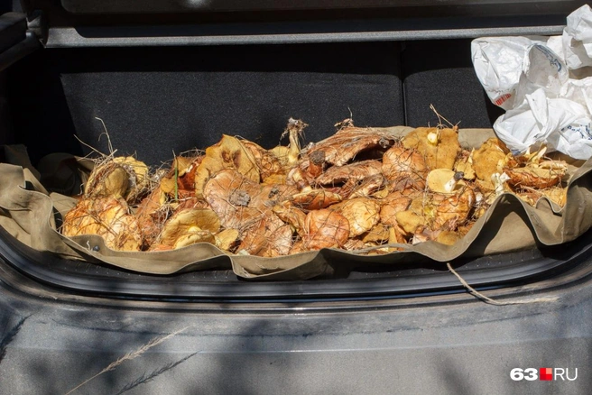 Если знать грибные места, то можно набрать полный багажник | Источник: Роман Данилкин / 63.RU