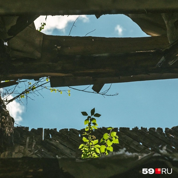 Жизнь, пробивающаяся в разрухе | Источник: Василина Любимова / 59.RU