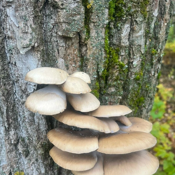 Хватает вешенок и под Каширой  | Источник: Анютка Борисенко / Грибы в Подмосковье 2025 / VK.com