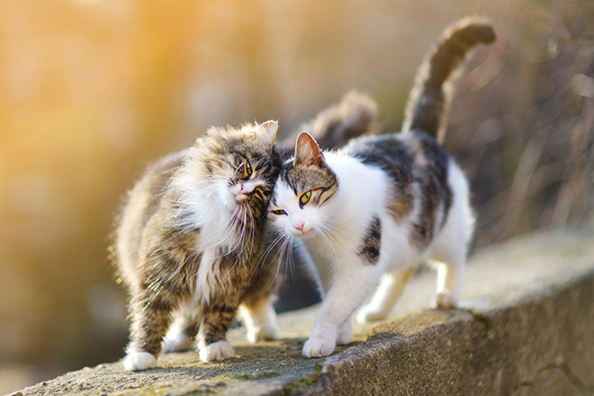 зачем кастрировать кота нужно ли стерилизовать кота