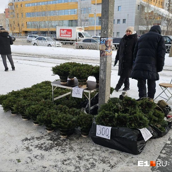 Источник: Даниил Румянцев / E1.RU