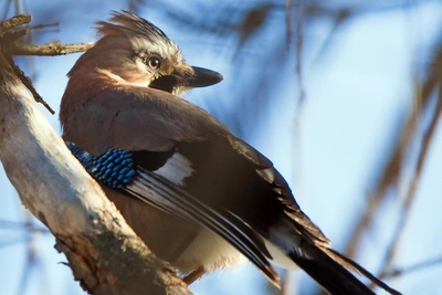 Умная сойка с голубыми крыльями попала в объектив под Волгоградом