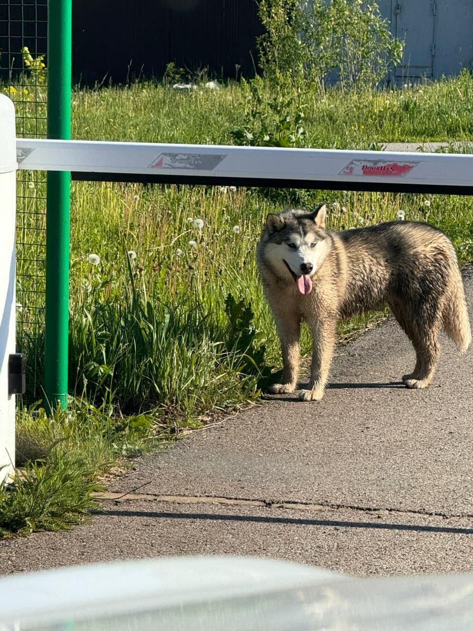 В Нагаево на второклассницу набросилась собака — видео