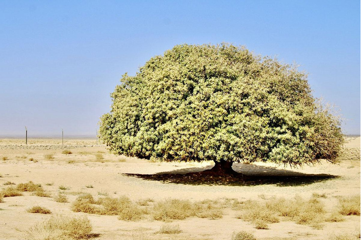 Держаться корней: посмотрите на 14 удивительных деревьев-долгожителей