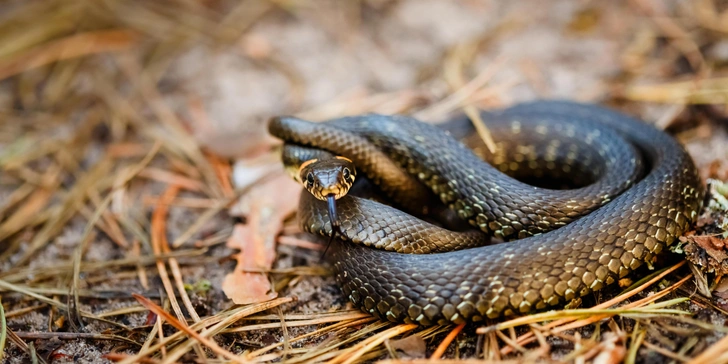 Боятся больше, чем высоты и публичных выступлений. Чем же так страшат змеи? Боятся больше, чем высоты и публичных выступлений. Чем же так страшат змеи?