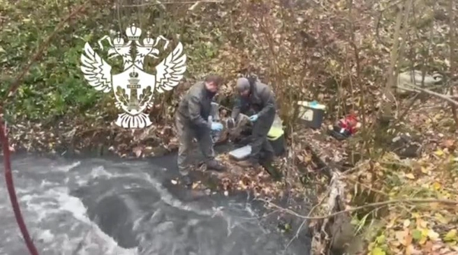 Кадр из видео в телеграм-канале Северо-Западного управления Росприроднадзора | www.fontanka.ru