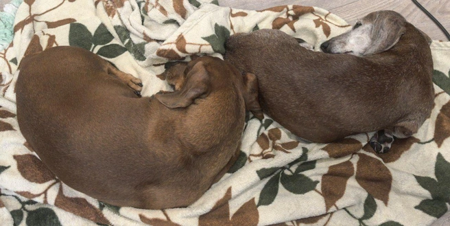 Вдвоём переживать холода веселее | Источник: читатель НГС 