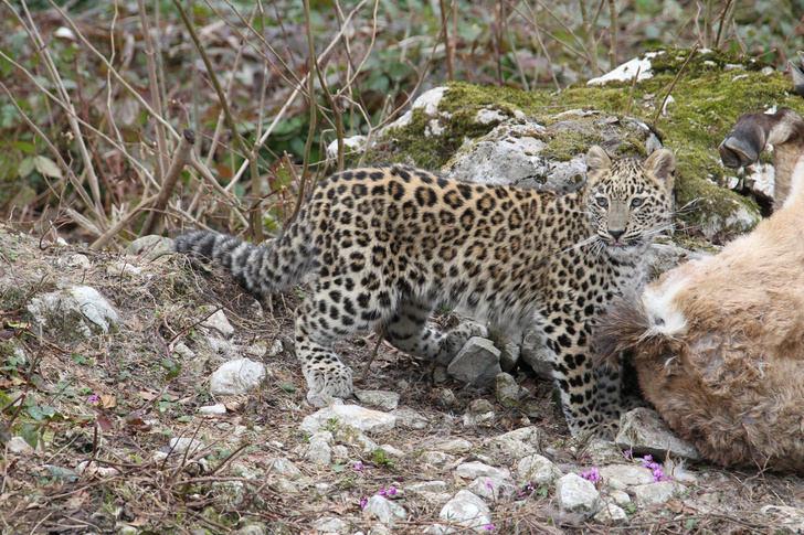 Редкие звери: как спасают краснокнижных леопардов на Кавказе