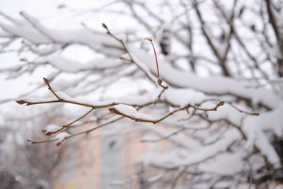 Федор Студит: почему 8 февраля нельзя веселиться