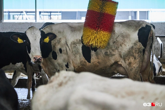 Источник: Роман Данилкин / 63.RU