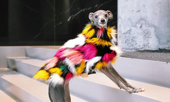 Круче, чем у Кардашьян: как выглядит гардероб самой стильной собаки в соцсетях